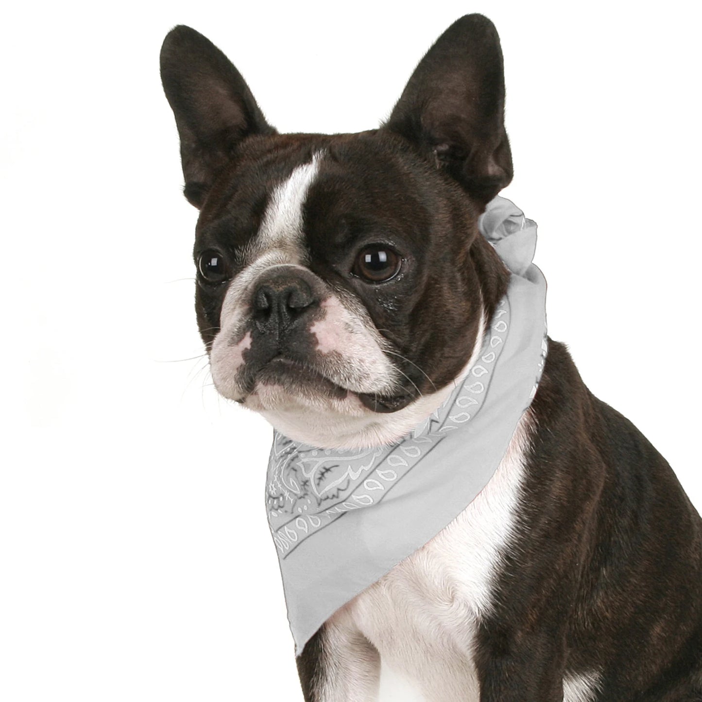Pack of 6 Bandanas for Dog Cotton Paisley Regular Size