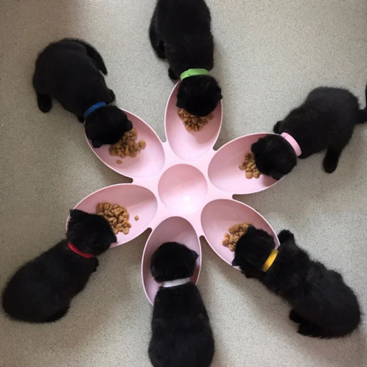 Pet Dog Petal Feeding Bowl 6 In 1 Petal Shape Container for Cat Food and Water Storage Pet Accessories Dog Feeders